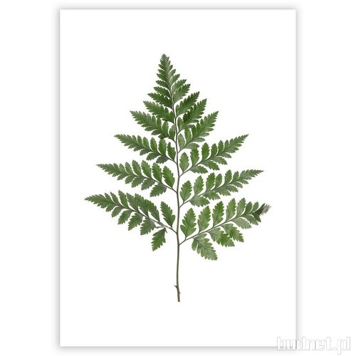 plakat Fern Green